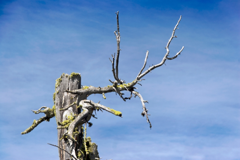 Mountain trees, Zermatt Switzerland 1.jpg